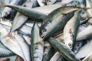 Seafood industry organisation shuts up shop